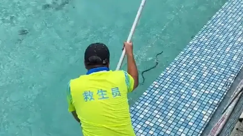 广东一景区泳池出现蛇，工作人员：是无毒的菜花蛇，从山上跑下来的，已处理无人受伤