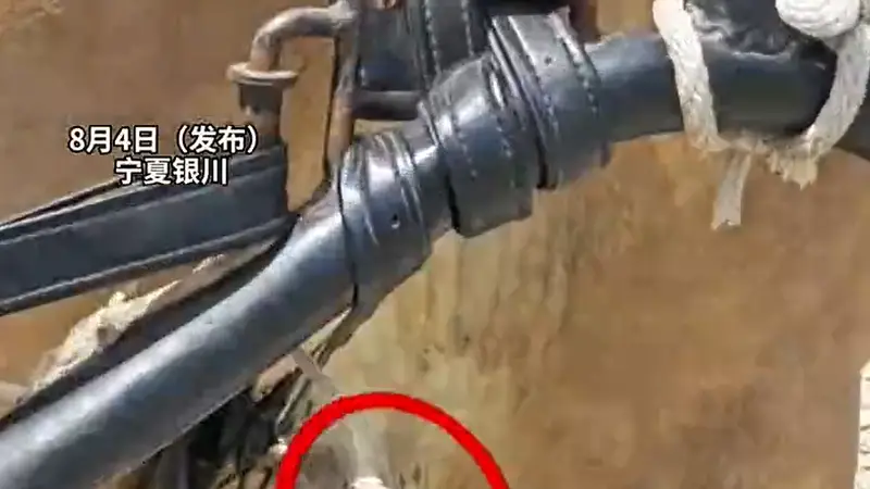 游客量激增，马匹大腿被磨得皮开肉绽，仍在拉车！景区致歉：深感自责
