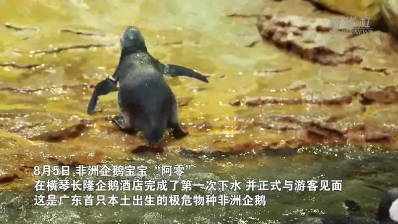 广东首只极危物种非洲企鹅宝宝在横琴长隆诞生