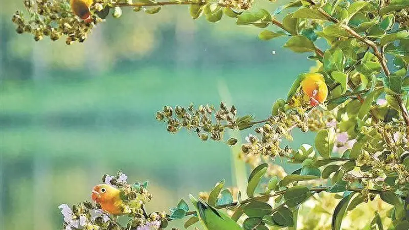 “非洲爱情鸟” 爱上杏林湾？专家提醒：勿随意放生