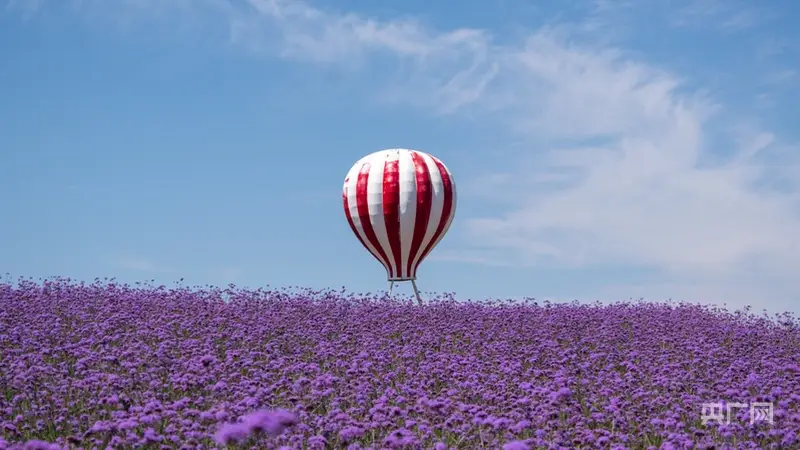 漠域花海 塞上奇景——宁夏薰衣草旅游度假区