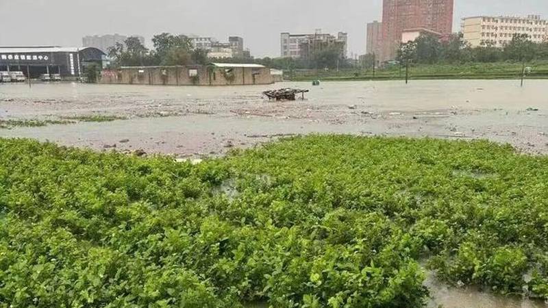 广西洪水之下，“中国茉莉之乡”遭遇灭顶之灾