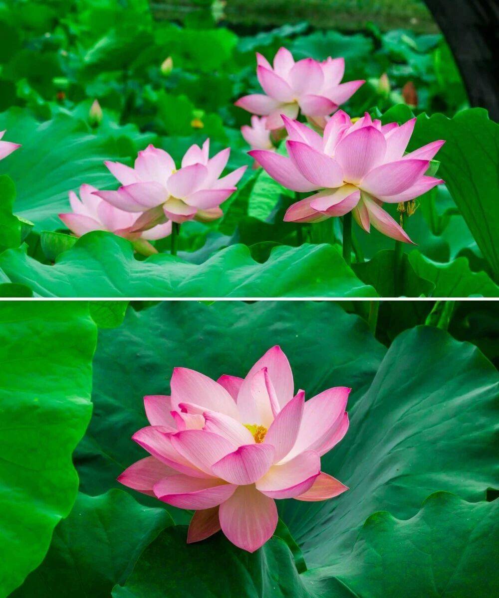 夏游都江堰，观荷塘清韵，赏紫色浪漫