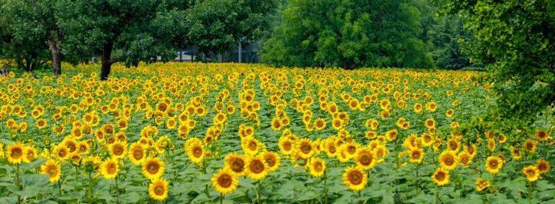 北京奥森公园盛放夏日限定向日葵花海