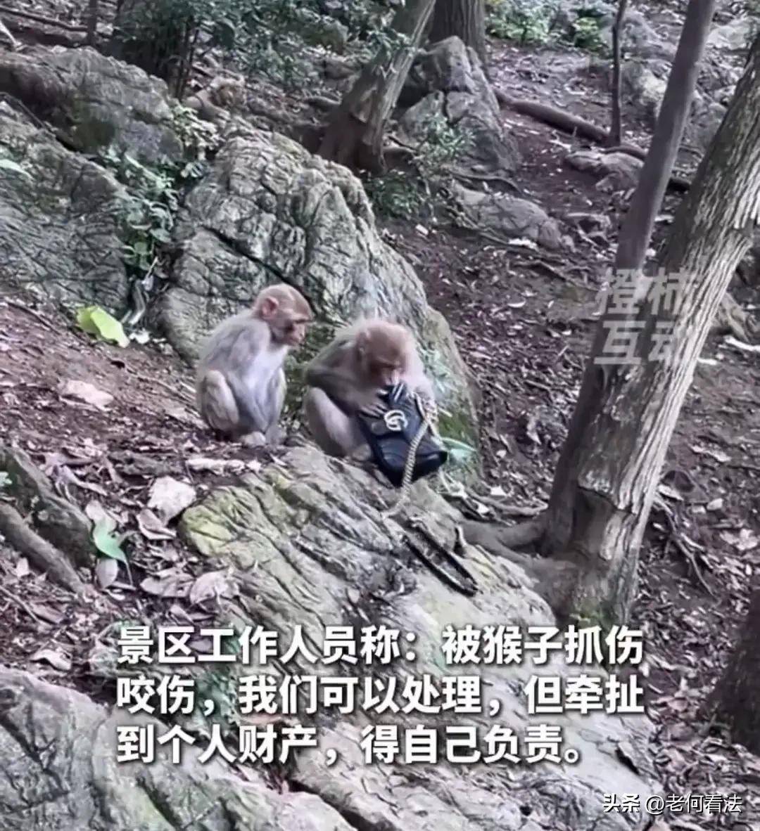 Gucci包被猴子咬破，景区拒赔合理吗？网友：打了猴子会怎样？