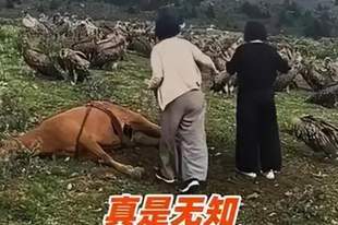 太荒唐!女游客掐着兀鹫脖子救死马,国家保护动物被当成恶鸟驱赶