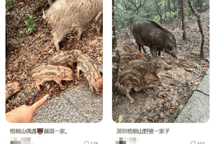 “拖家带口”向游客讨食，深圳知名景区紧急提醒