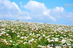 内蒙古：邂逅牙克石清凉夏日盛景