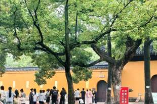 此刻姑苏|古樟荫下静候开园