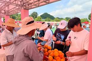 周末去哪儿玩？来永乐“桃”你欢心！附全攻略→
