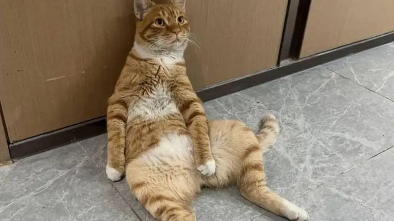 它是小区的“楼长”，也是一只流浪猫，却又同时有着上百个家！