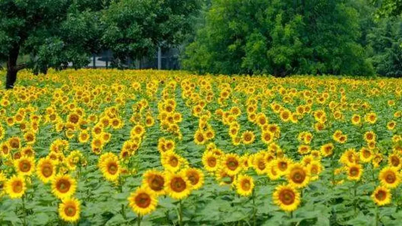 北京奥森公园盛放夏日限定向日葵花海
