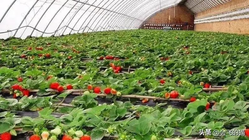 为什么草莓味食品和新鲜草莓的味道差别那么大？