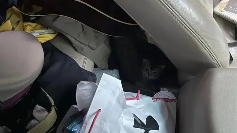 朋友打电话骂我偷猫，刚想回怼…“你什么时候上车的？”