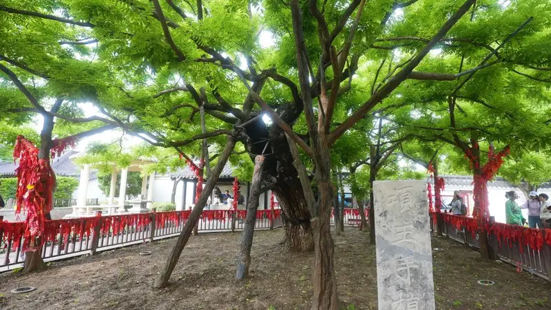 文旅新探丨项王故里：千年古槐新景观