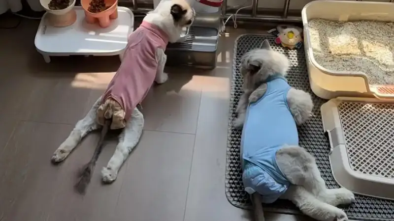 数千只猫吃同款猫粮后瘫痪?伯纳天纯:无法认定存在直接关联