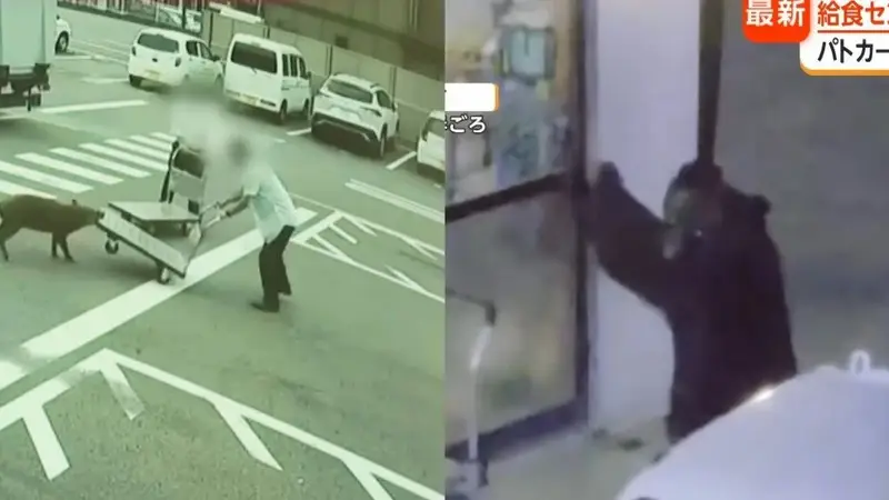 野猪街头打擂台,黑熊纵享“霸王餐”……日本迎来野生动物暑期“City Walk”潮?!