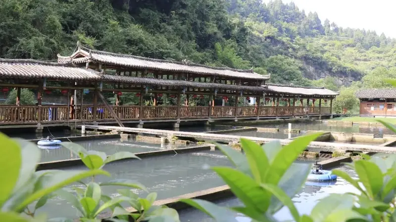 【寻味绥阳】茅垭清水鱼庄：一锅石锅鲟鱼 藏山野鲜醇