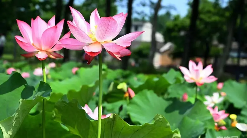 河南新县:夏日荷花醉游人