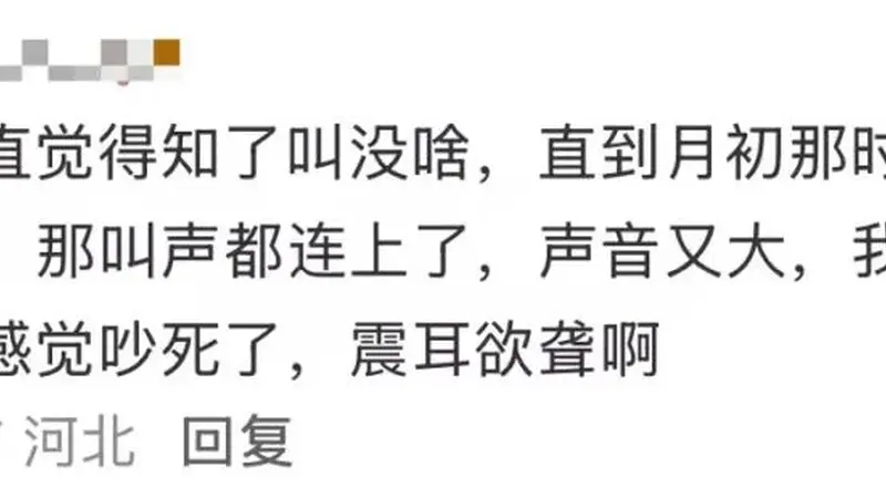 多人因蝉鸣听力受损，医生紧急提醒
