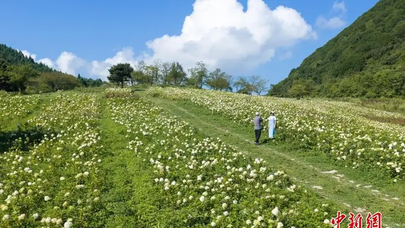 重庆涪陵：百亩高山绣球花开满山野