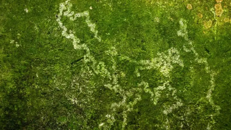 此刻姑苏|一墙苔痕,读懂江南的湿意