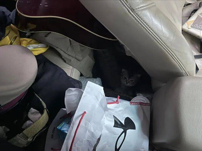 朋友打电话骂我偷猫,刚想回怼…“你什么时候上车的?”
