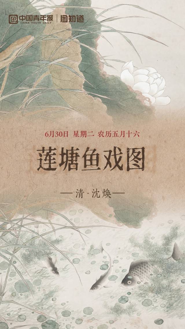 图知道|《莲塘鱼戏图》:白荷亭亭 群鱼逐波