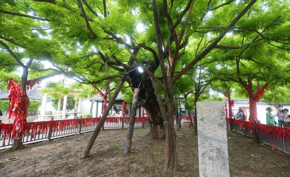 文旅新探丨项王故里:千年古槐新景观
