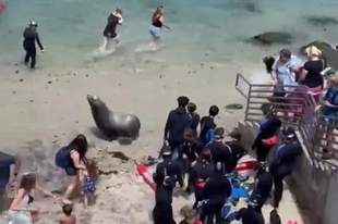 7.12日:快往高处跑呀,加州海滩的暴躁巨型海狮疯狂追人,现场场面一度失控