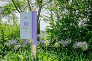 夏日限定浪漫!来永安湖走“花路”啦