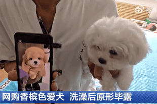 哈尔滨一男子花1400元网购香槟色小狗，洗完澡变纯白色：商家特地叮嘱“七天内严禁洗澡”，发现问题后对方已失联跑路