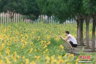 湖北神农架:百亩向日葵绽放夏日“金色浪漫”