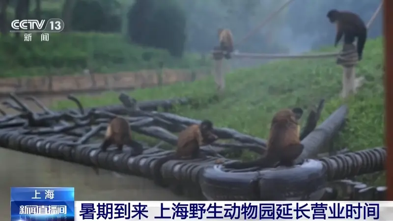 暑期到来，上海野生动物园延长营业时间至晚上九点