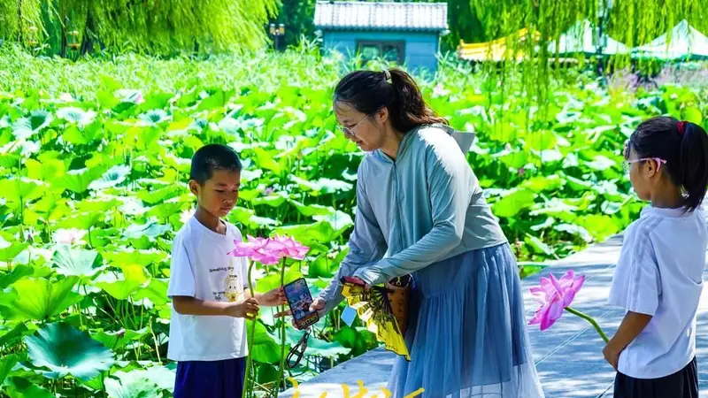 盛夏赏荷正当时，大明湖畔“荷花经济”悄然走红