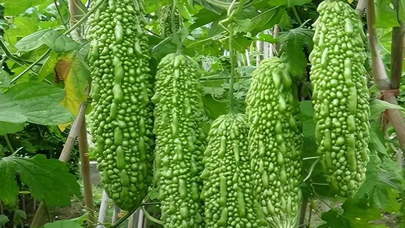 被称为“天然胰岛素”的4种菜,想控糖的可以放心吃!