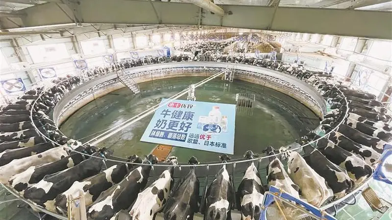 看龙江奶业如何打造“超级工程”