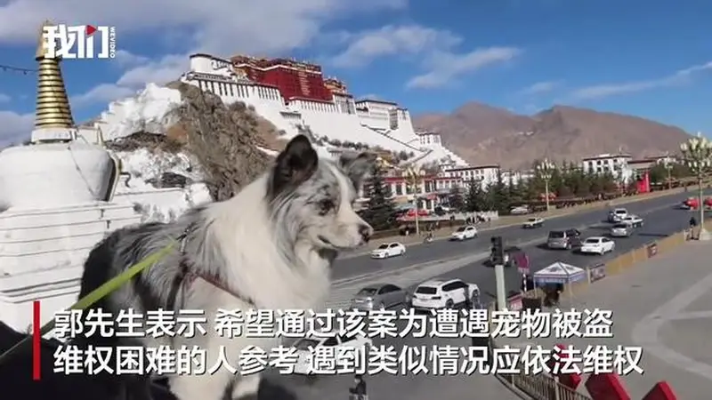 网红边牧“锄头”被盗宰杀,案件移送审查起诉,犬主人表态:不谅解、求严惩