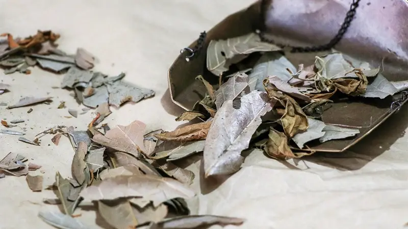 浙江寻凉记:伏天草木藏清凉!一起解锁“浙”些消暑凉茶