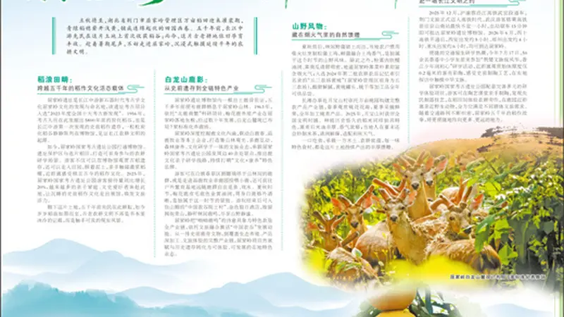 来屈家岭寻一粒五千年前的稻种