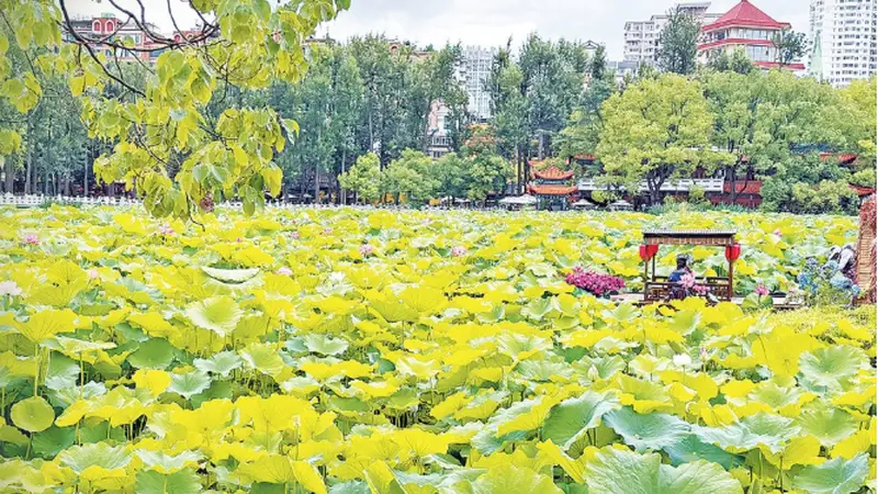 翠湖公园 避暑纳凉好去处