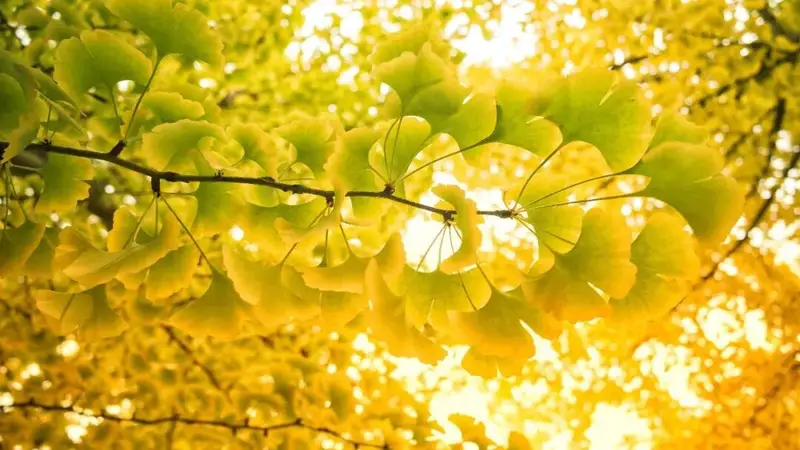 今日立秋，愿这个秋天收获满满！