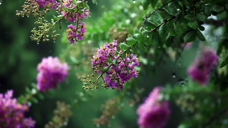 诗画节气|立秋:梧桐报秋,紫薇留夏