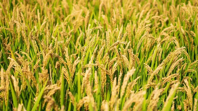 一碗米饭里的中国：主食如何塑造民族性格？