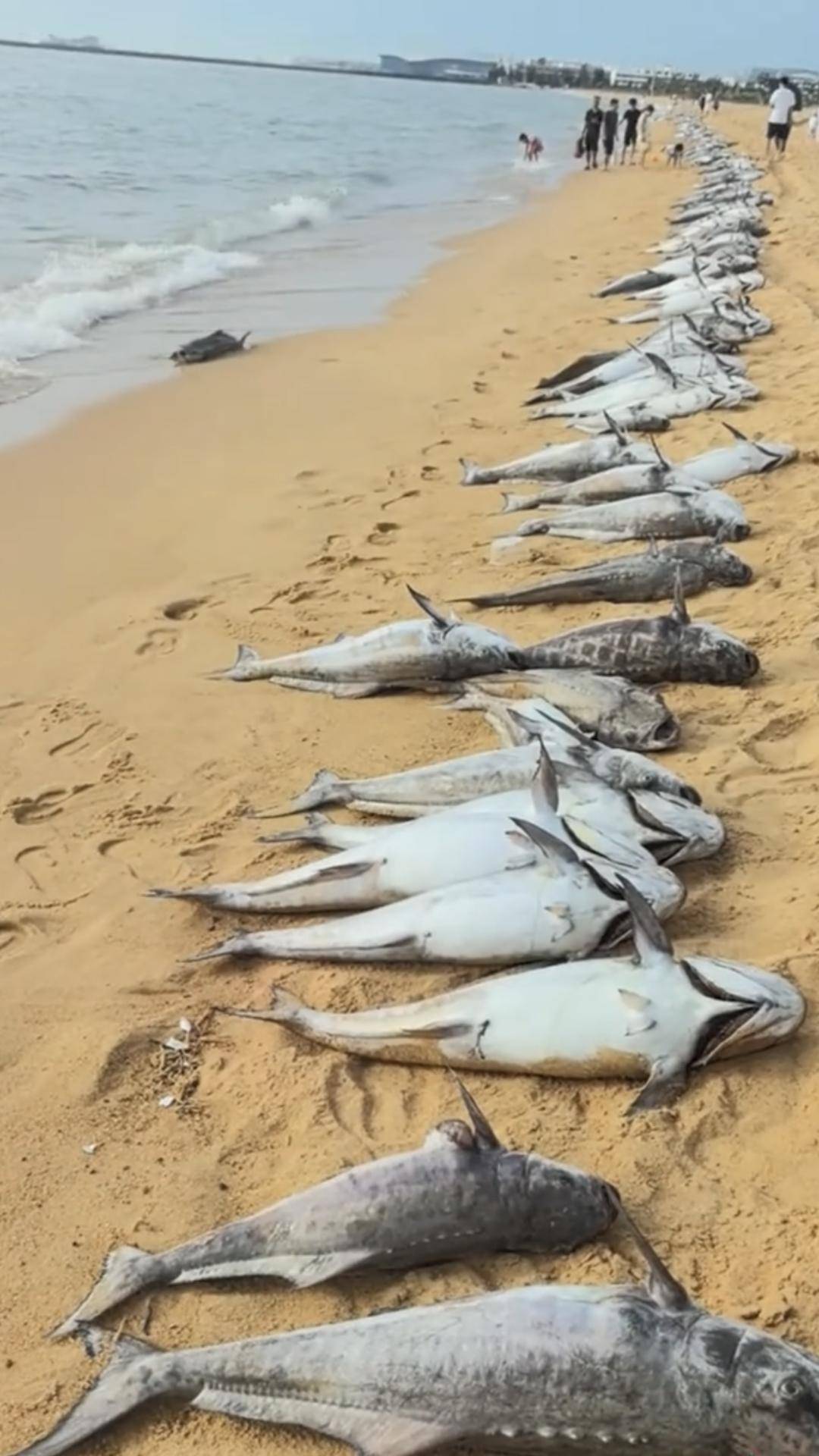 海口海滩惊现大量死鱼：赤潮致养殖鱼缺氧死亡，官方已清理处置