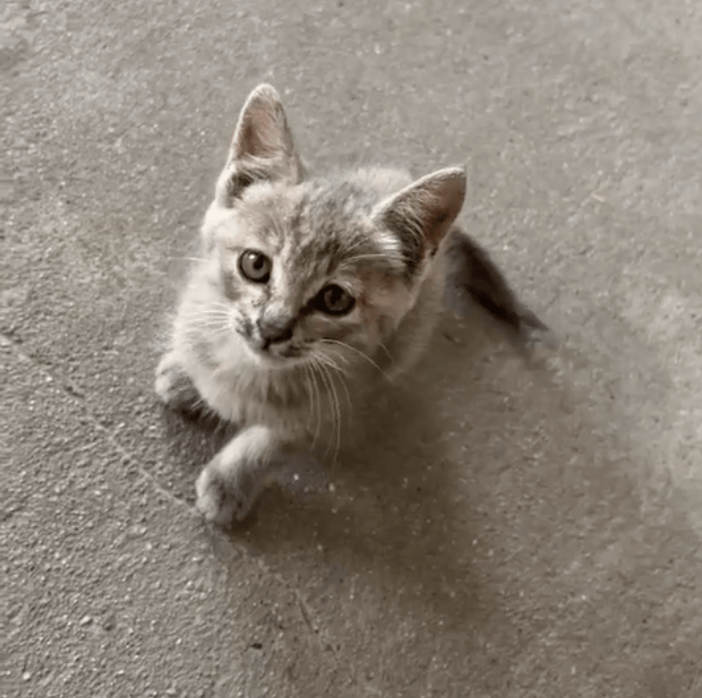 小男孩抱着流浪猫来办公室,全程紧紧抱着猫,老师本想逗逗男孩,没想到把孩子急哭了……