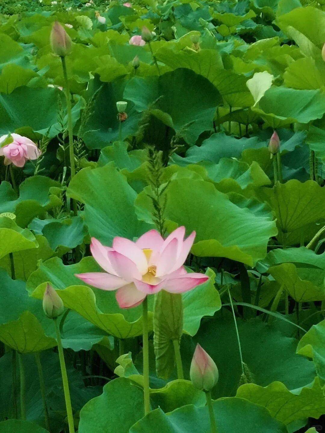 十堰人的夏天,藏在这几片「荷塘」里→