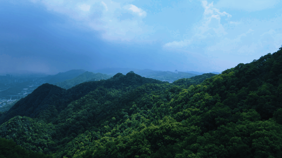 自然渝你 | 走进城市绿野,开启初夏治愈“森”呼吸